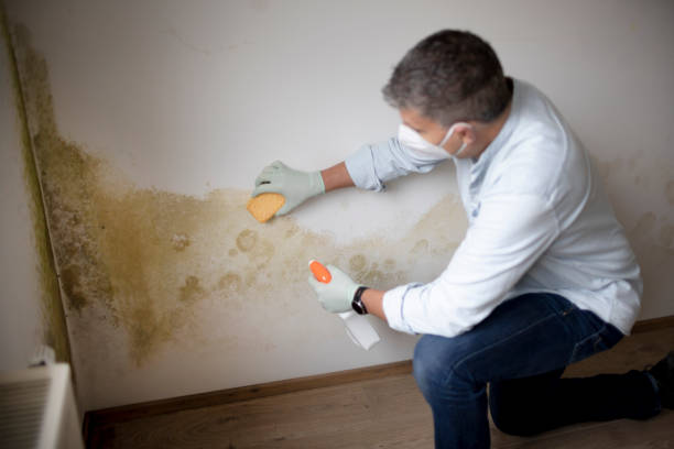 Best Crawl Space Mold Remediation  in Fort Wright, KY