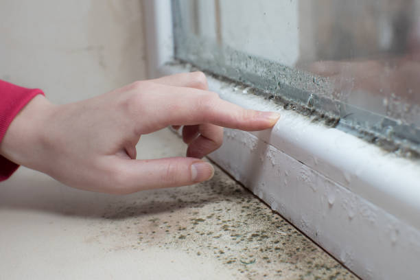 Best Forensic Mold Investigation  in Fort Wright, KY