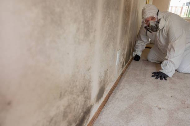 Best Comprehensive Air Testing for Mold Contaminants  in Fort Wright, KY